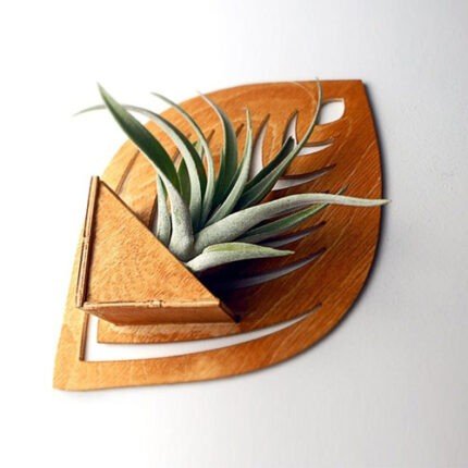 Hanging Display for Air Plants 01